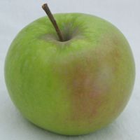 Shamrock apple (Bar Lois Weeks photo)
