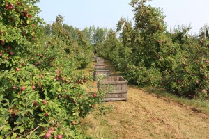 Fairview Orchards in Groton, Massachusetts, is already picking Galas, and will begin in a large crop of McIntosh next week. (Russell Steven Powell photo)