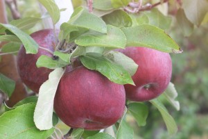 Cortland apples, Tougas Family Farm, Northborough,Massachusetts (Russell Steven Powell photo)