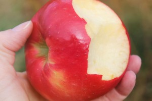 Honeycrisp apple (Bar Lois Weeks photo)