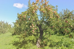 Spencer apple trees, The Big Apple, Wrentham, Massachusetts. (Bar Lois Weeks photo)