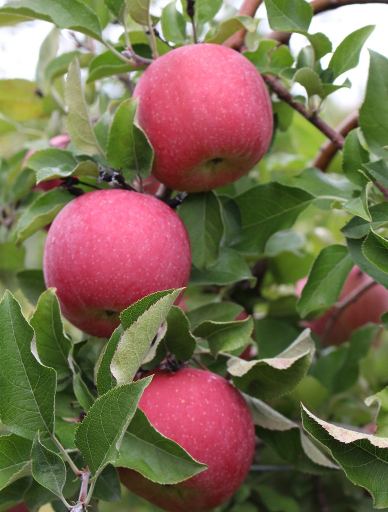 How to Identify an Apple (and Fuji) New England Apples