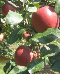 Mother apple, also known as Queen Anne, was discovered in Bolton, Massachusetts, some time before 1845. (Russell Steven Powell photo)