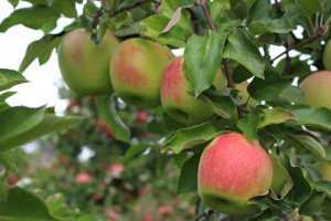 Suncrisp apples, Tougas Family Farm, Northborough, Massachusetts (Russell Steven Powell photo)