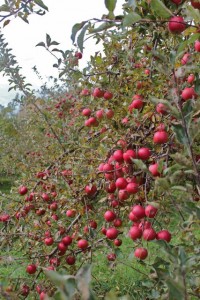 Idared apples, Hackett's Orchard, South Hero, Vermont (Bar Lois Weeks photo)