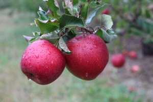 Apples are symbols of love, healthy, sensual, and delicious. (Russell Steven Powell photo)