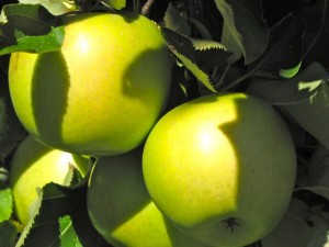 Mutsu apples on the tree at Brookfield Orchards, North Brookfield, Massachusetts (Russell Steven Powell photo)