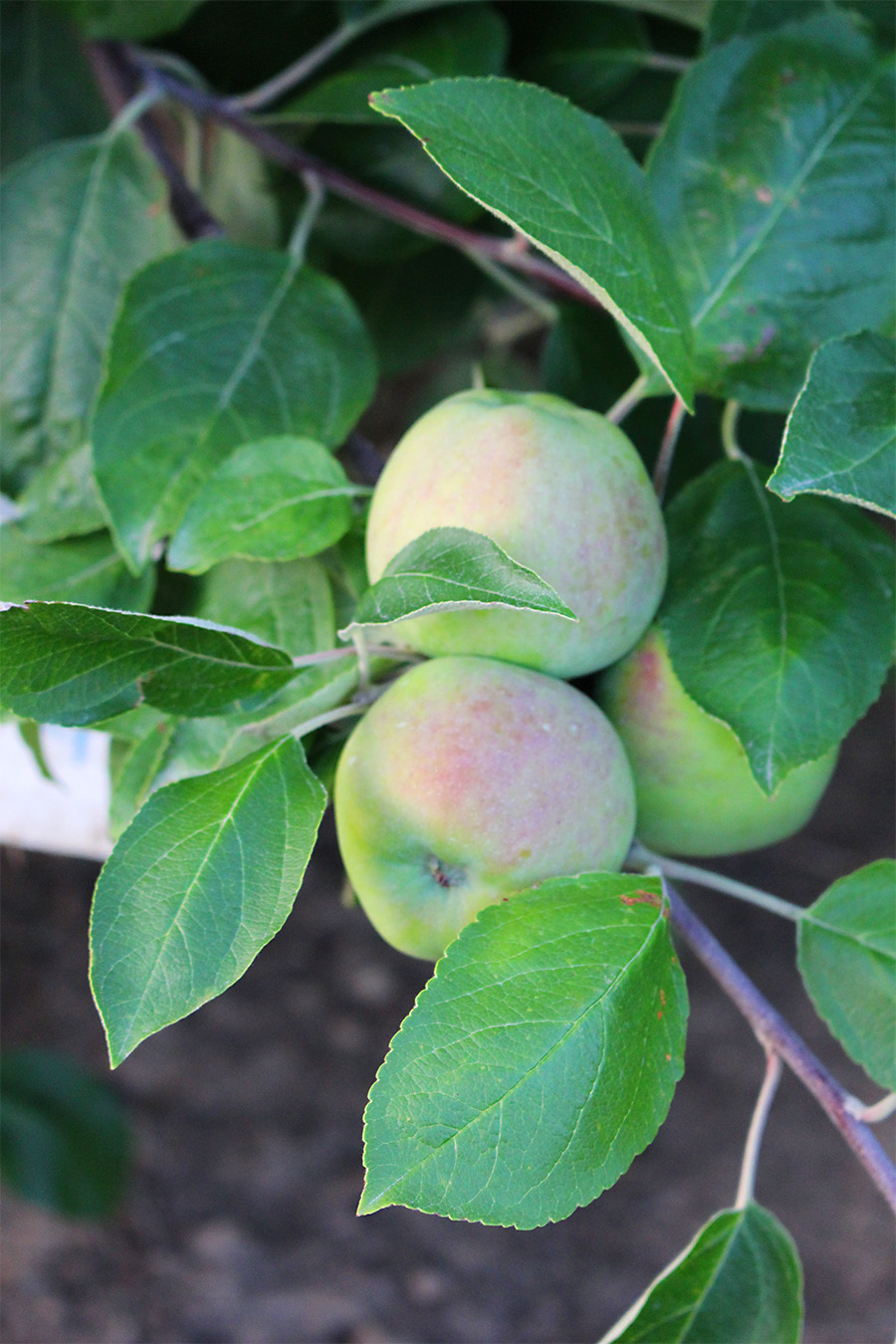 These young Cortland apples at Butternut Farm in Farmington, New Hampshire, will not develop their full color until September. (Russell Steven Powell photo)