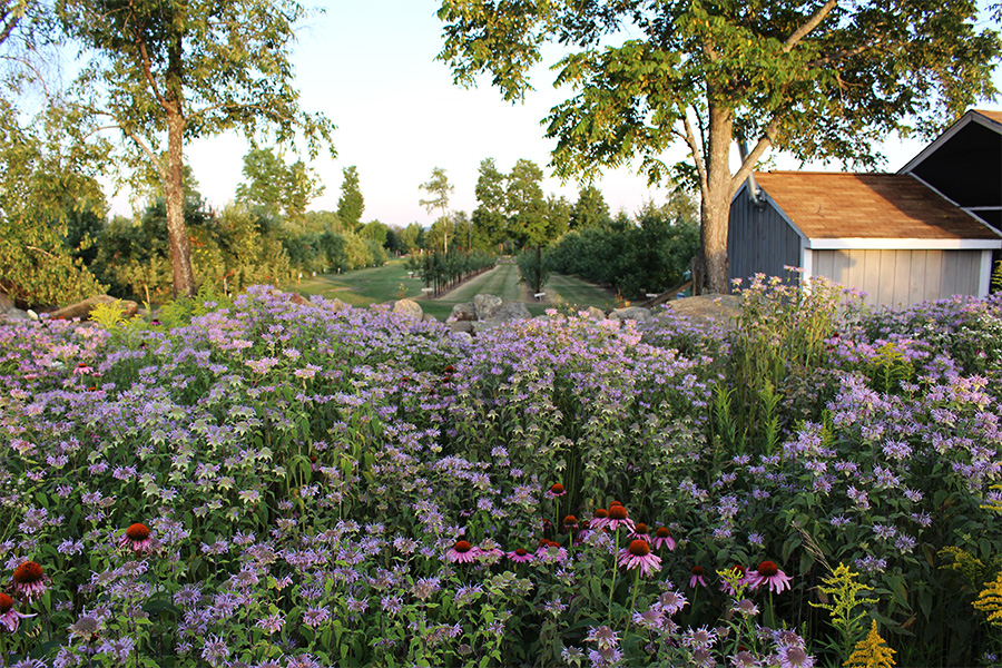 Bee balm and coneflowers at Butternut Farm (Russell Steven Powell photo)