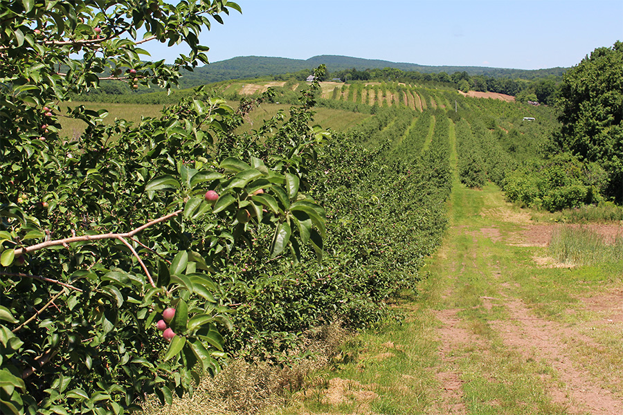 The view from Lyman Orchards shows a nice crop developing in mid-June.