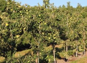 McDougal Orchards in Springvale, Maine, has a good crop despite the drought. (Russell Steven Powell photo)