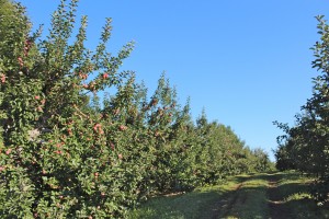 There is a good crop at Pine Hill Orchards in Colrain, Massachusetts, one place where Wealthy apples are grown. (Bar Lois Weeks photo)