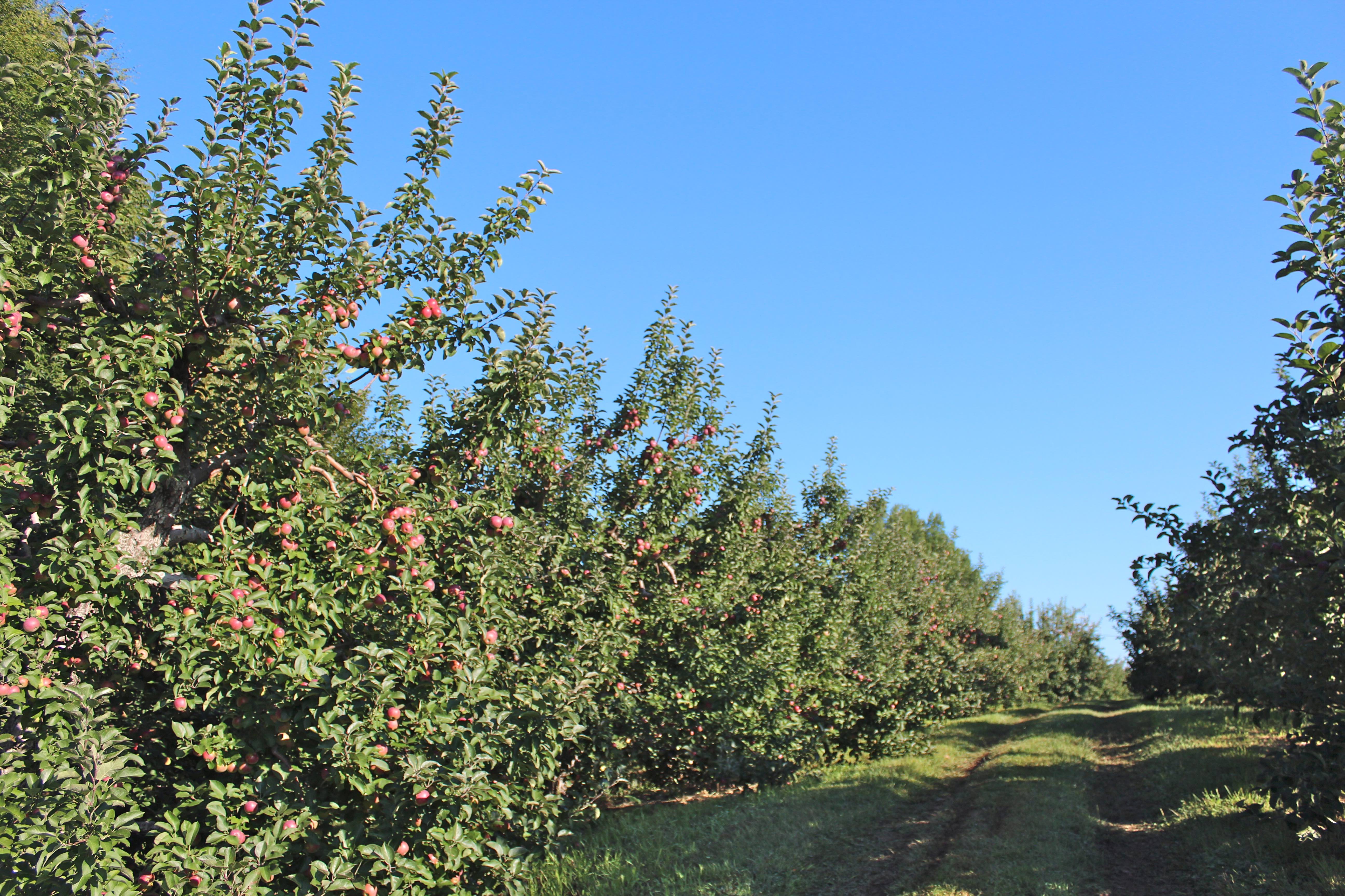 There is a good crop at Pine Hill Orchards in Colrain, Massachusetts ...