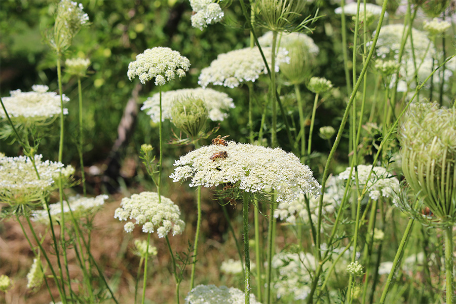 Honeybees crave nectar from Queen Anne’s lace among the trees at Ricker Hill Orchards, Turner, Maine.