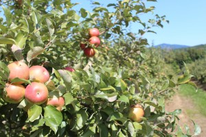 Honeycrisp apples with Mount Ascutney in the distance at Wellwood Orchard, Springfield, Vermont. (Bar Lois Weeks photo)