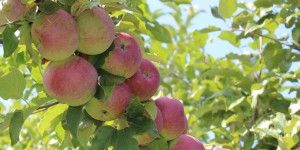 Jonagold compares favorably with Honeycrisp in flavor and crispness. They ripen in late September at Wellwood Orchard. (Russell Steven Powell photo)