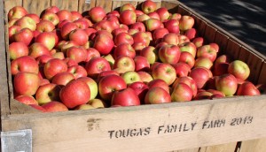 Honeycrisp are among the varieties ready for picking at Tougas Family Farm in Northborough, Massachusetts, and other New England orchards. (Bar Lois Weeks photo)