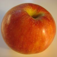 Red Gravenstein apple (Bar Lois Weeks photo)