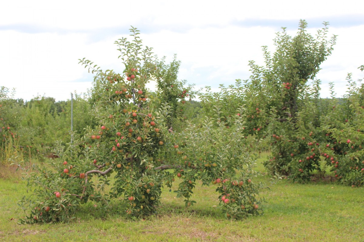 The Big Apple, Wrentham, Massachusetts. (Russell Steven Powell photo