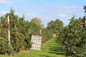 Brookdale Fruit Farms, Hollis, New Hampshire. (Russell Steven Powell photo)