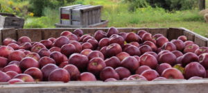 There are plenty of apples ripe for the picking at New England orchards like Clarkdale Fruit Farms in Deerfield, Massachusetts. (Russell Steven Powell photo)