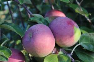 Cortland apples, Sholan Farm, Leominster, Massachusetts. (Russell Steven Powell photo)
