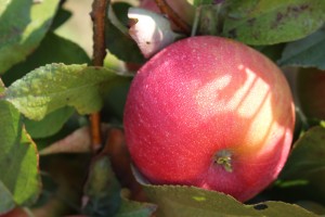 Honeycrisp apple, Cold Spring Orchard, University of Massachusetts, Belchertown, Massachusetts. (Russell Steven Powell photo)