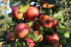 Honeycrisp apples, Clearview Farm, Sterling, Massachusetts. (Russell Steven Powell photo)