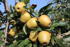Hudson's Golden Gem apples, Cold Spring Orchard, University of Massachusetts, Belchertown, Massachusetts. (Russell Steven Powell photo)