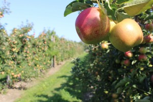 Jonagold apples, Cold Spring Orchard, University of Massachusetts, Belchertown, Massachusetts. (Russell Steven Powell photo)