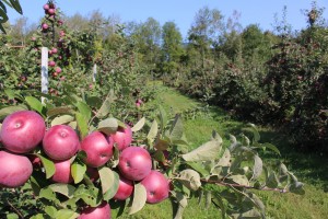 McIntosh, shown in this row at Cold Spring orchard, University of Massachusetts, Belchertown, Massachusetts, is the most aromatic of apples. (Russell Steven Powell photo)