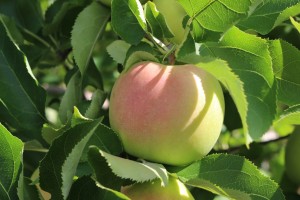 A little shadow adds beauty to this Mutsu apple at Mack's Apples, Londonderry, New Hampshire. These late-season beauties will not be ready for picking for another few weeks. (Russell Steven Powell photo)