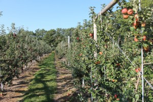 Red Apple Farm, Phillipston, Massachusetts. (Bar Lois Weeks photo)