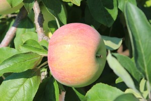Zestar! apple, Red Apple Farm, Phillipston, Massachusetts. (Bar Lois Weeks photo)