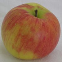 Rambour Franc apple (Bar Lois Weeks photo)