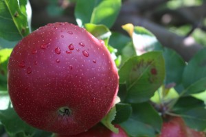 Baldwin apple. (Russell Steven Powell photo)