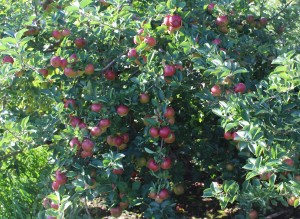 Baldwin apple tree at Pine Hill Orchard, Colrain, Massachusetts. (Russell Steven Powell photo)