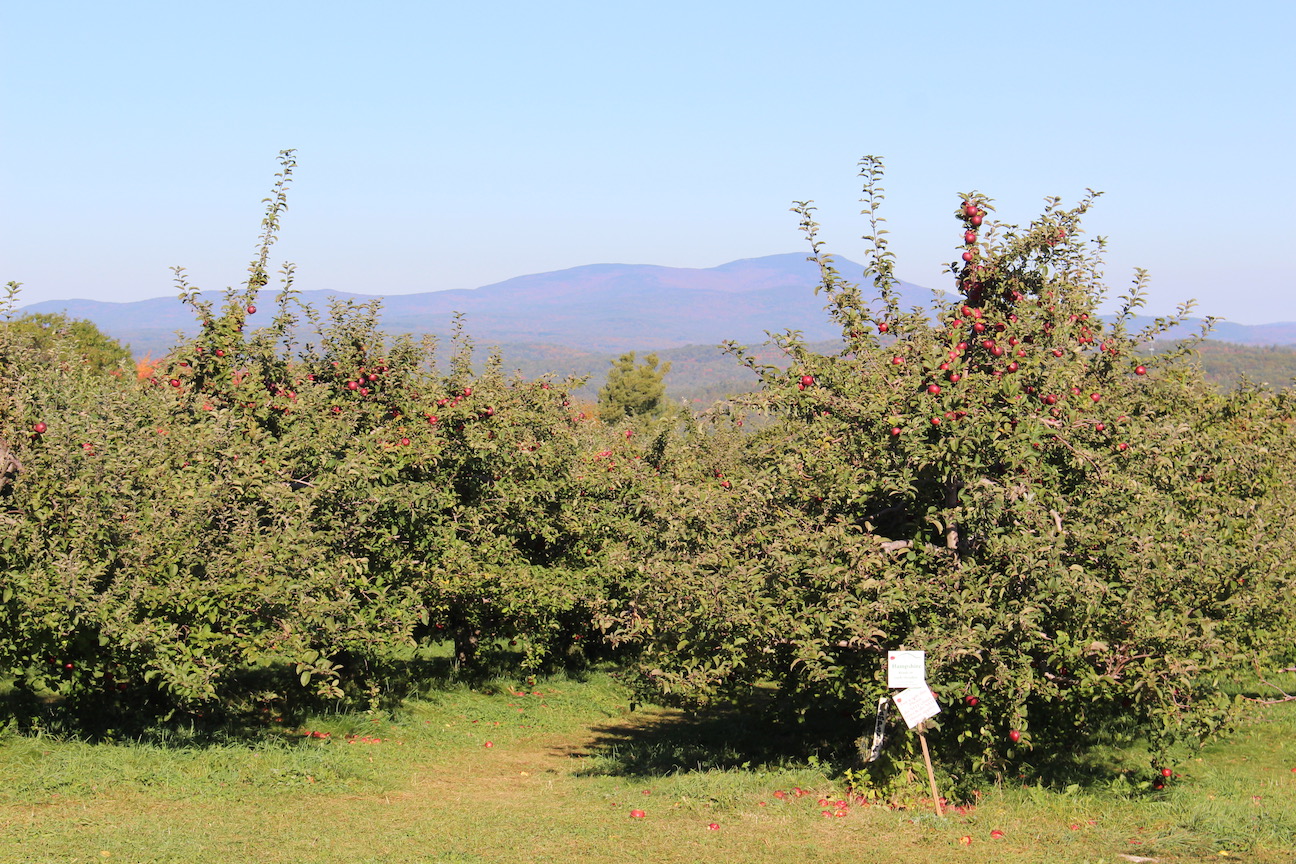 Gould Hill Orchards, Contoocook, New Hampshire (Russell Steven Powell)