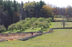 The apple trees at New Salem Preserves in New Salem, Massachusetts, are framed by well-maintained stonewalls and surrounding forest. (Russell Steven well photo)