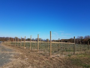 THE ORCHARD, OLD AND NEW: Above, new intensive plantings of dwarf apple trees attached to trellises at Rogers Orchards, Southington, Connecticut. (Bar Lois Weeks photo)