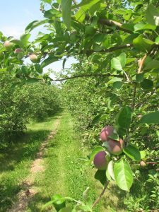 Step right into the orchard as Brookfield Orchards celebrats its 100th anniversary this Saturday, August 25. See below for details. (Russell Steven Powell photo)