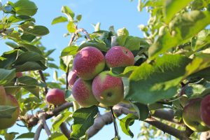 Paula Red apples are almost ready for picking at New England's orchards. (Bar Lois Weeks photo)