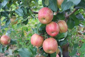 Honeycrisp apples are about ready for picking at The Big Apple in Wrentham, Massachusetts, and other New England orchards. (Russell Steven Powell)