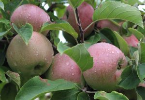 Macoun apples earlier this month at Easy Pickin's Orchard, Enfield, Connecticut, are now available at most New England orchards. (Russell Steven Powell)