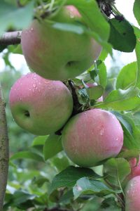 Macoun apples earlier this month at Easy Pickin's Orchard, Enfield, Connecticut, are now available at most New England orchards. (Russell Steven Powell)