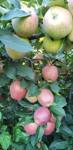 Gala apples are ready for picking at Silverman's Farm in Easton, Connecticut. (Russell Steven Powell photo)