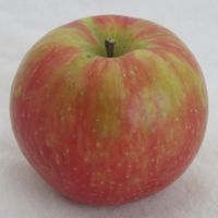 Honeycrisp apple (Bar Lois Weeks)