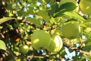 Golden Delicious apples Butternut Farm, Farmington, New Hampshire (Russell Steven Powell)