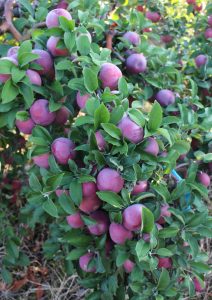 Empire apples, Clearview Farm, Sterling, Massachusetts (Russell Steven Powell)