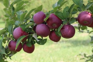Empire apples, Dowse Orchards, Sherborn, Massachusetts (Russell Steven Powell)